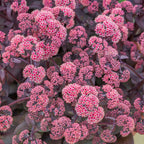 Oriental Dancer Sedum Bare Root