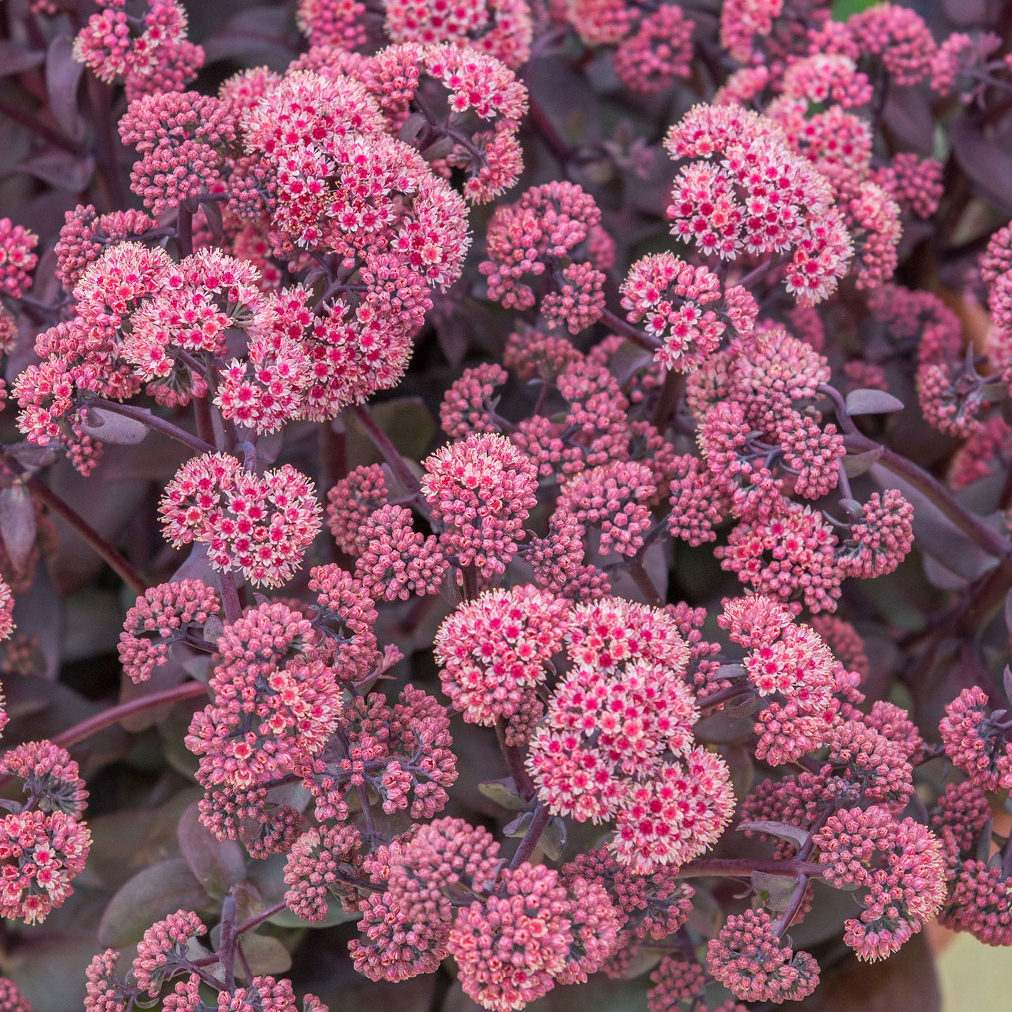 Oriental Dancer Sedum Bare Root