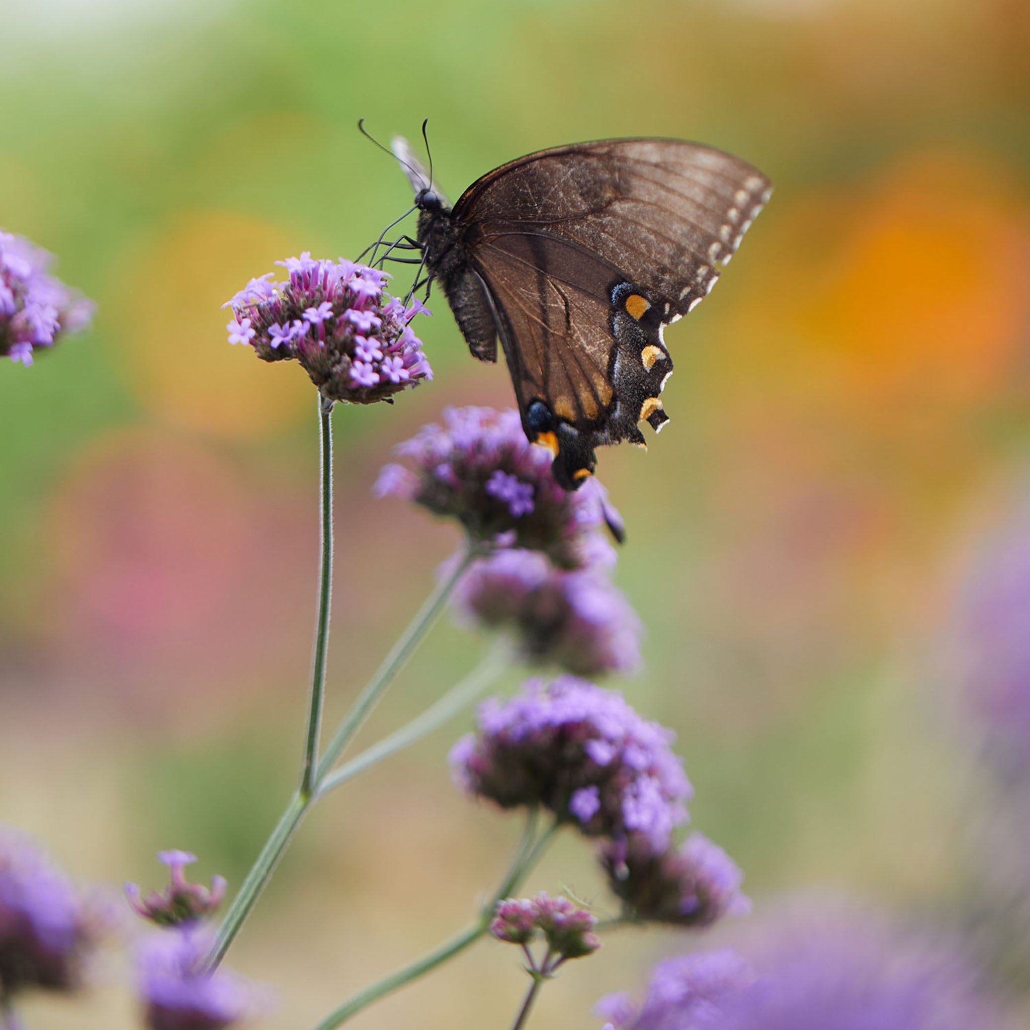 Vanity Verbena