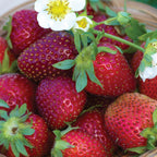 Elan F1 Strawberry