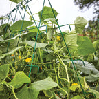 Bragger Cucumber