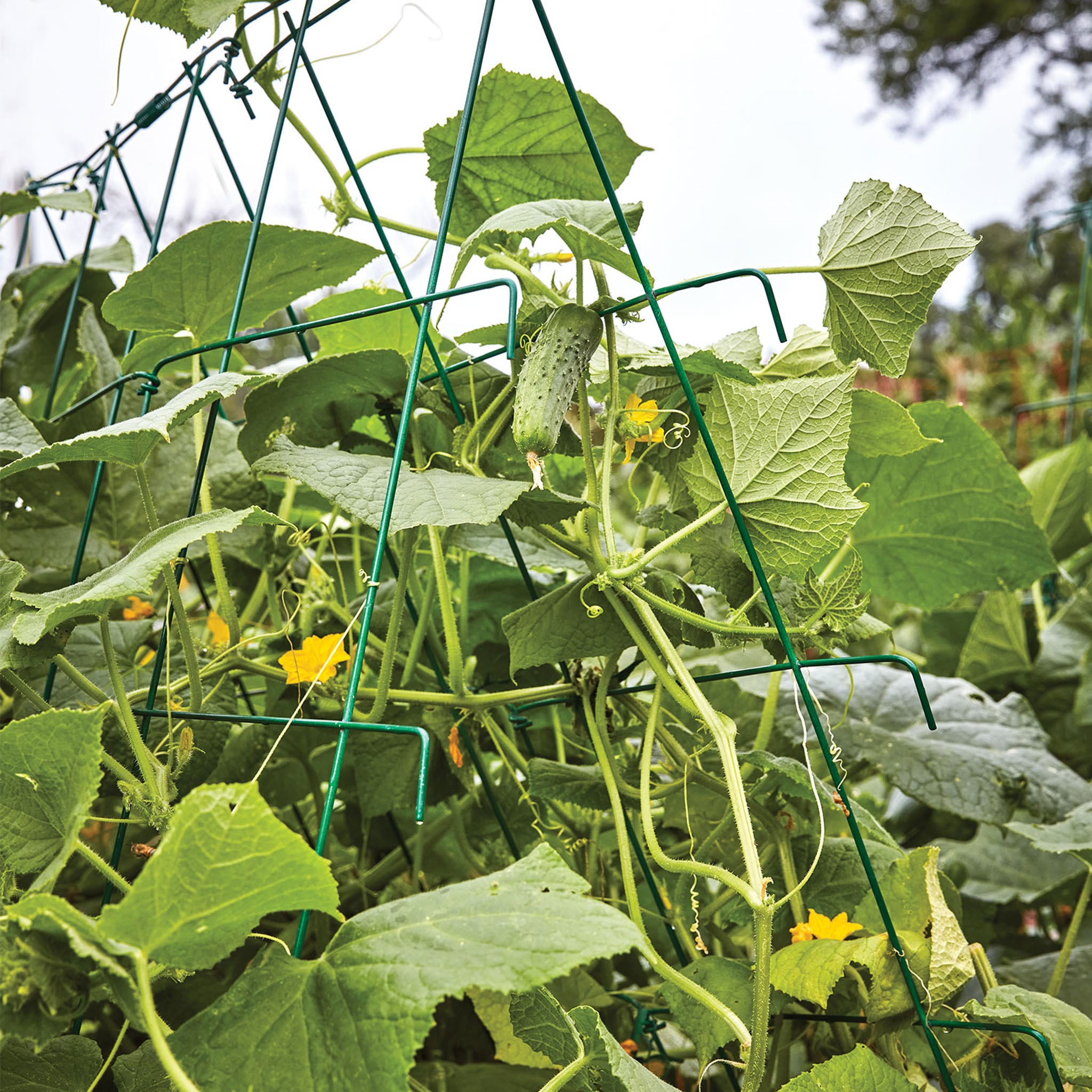 Bragger Cucumber