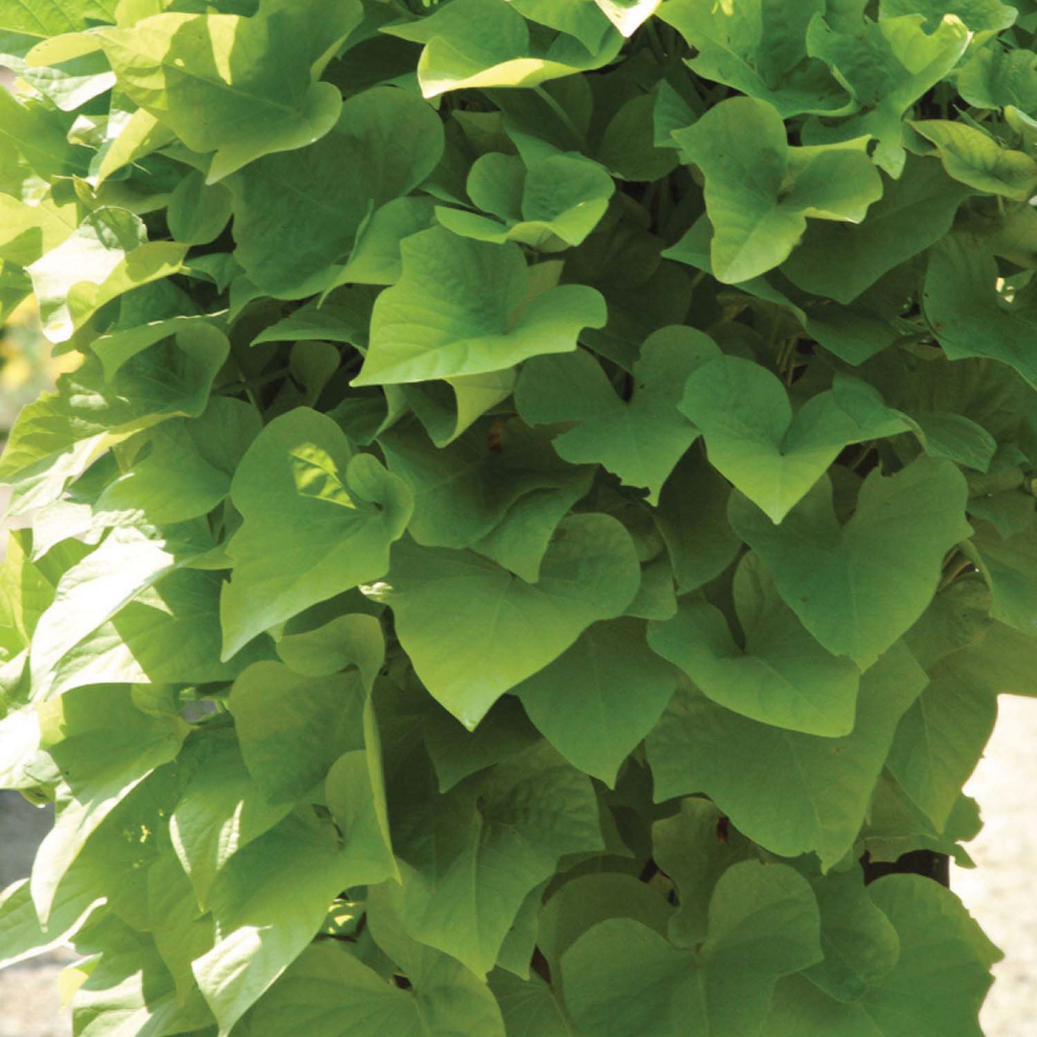 Margeurite Ipomoea