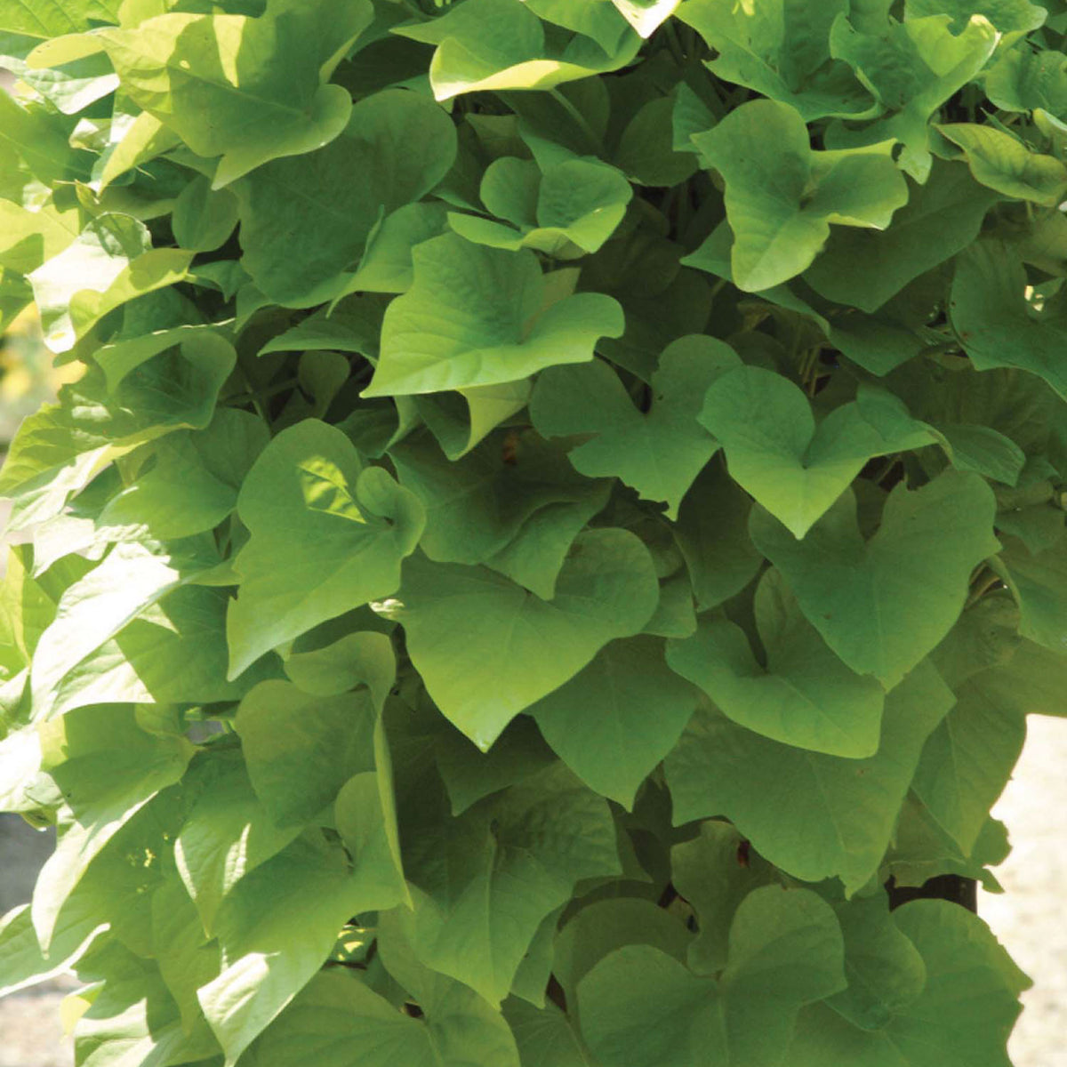 Margeurite Ipomoea