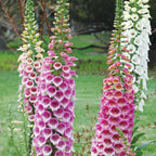 Rose Shades Foxglove