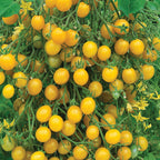 Yellow Currant Tomato