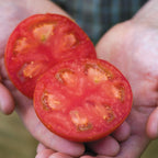 Sweet Seedless Tomato