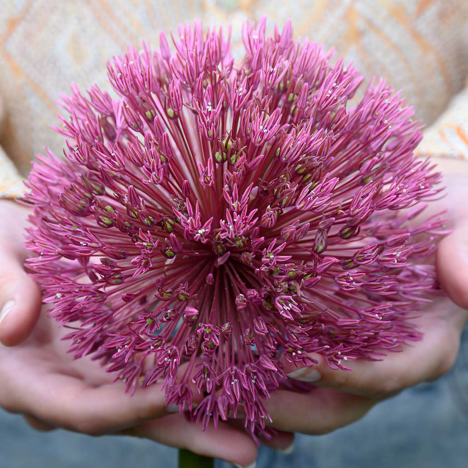 Nevskianum Allium Bulbs