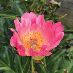 Coral Charm Peony Bare Roots