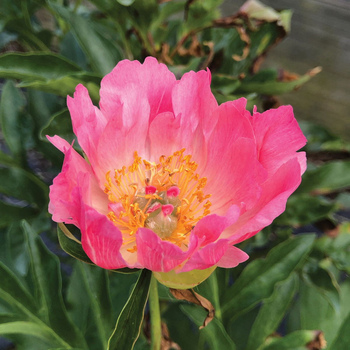 Coral Charm Peony Bare Roots