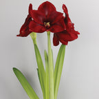 Carmen Amaryllis Bulb