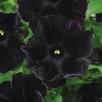 Black Cat Petunia