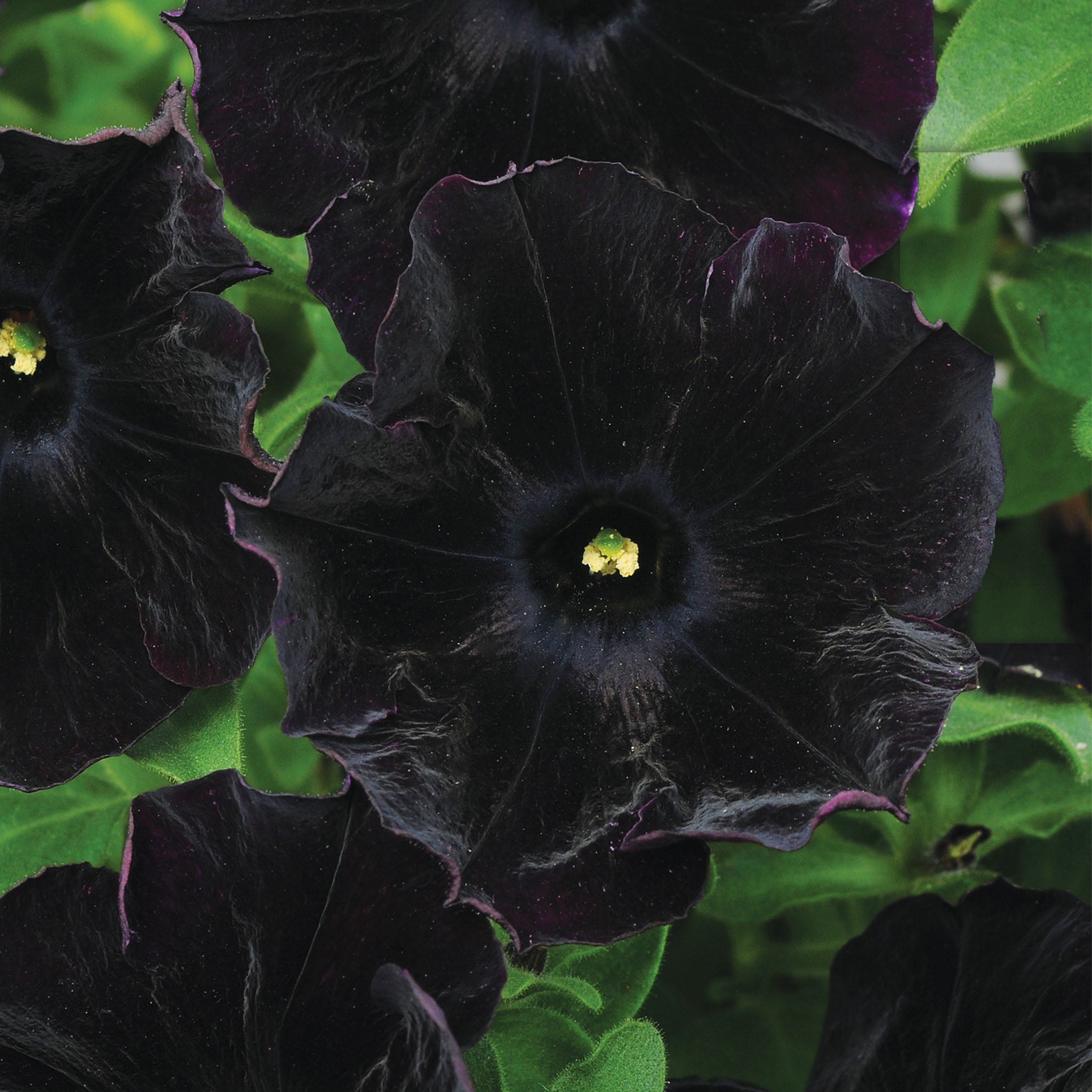 Black Cat Petunia