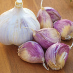 Music Garlic Bulbs