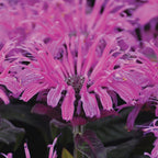 Leading Lady Monarda Didyma Plum