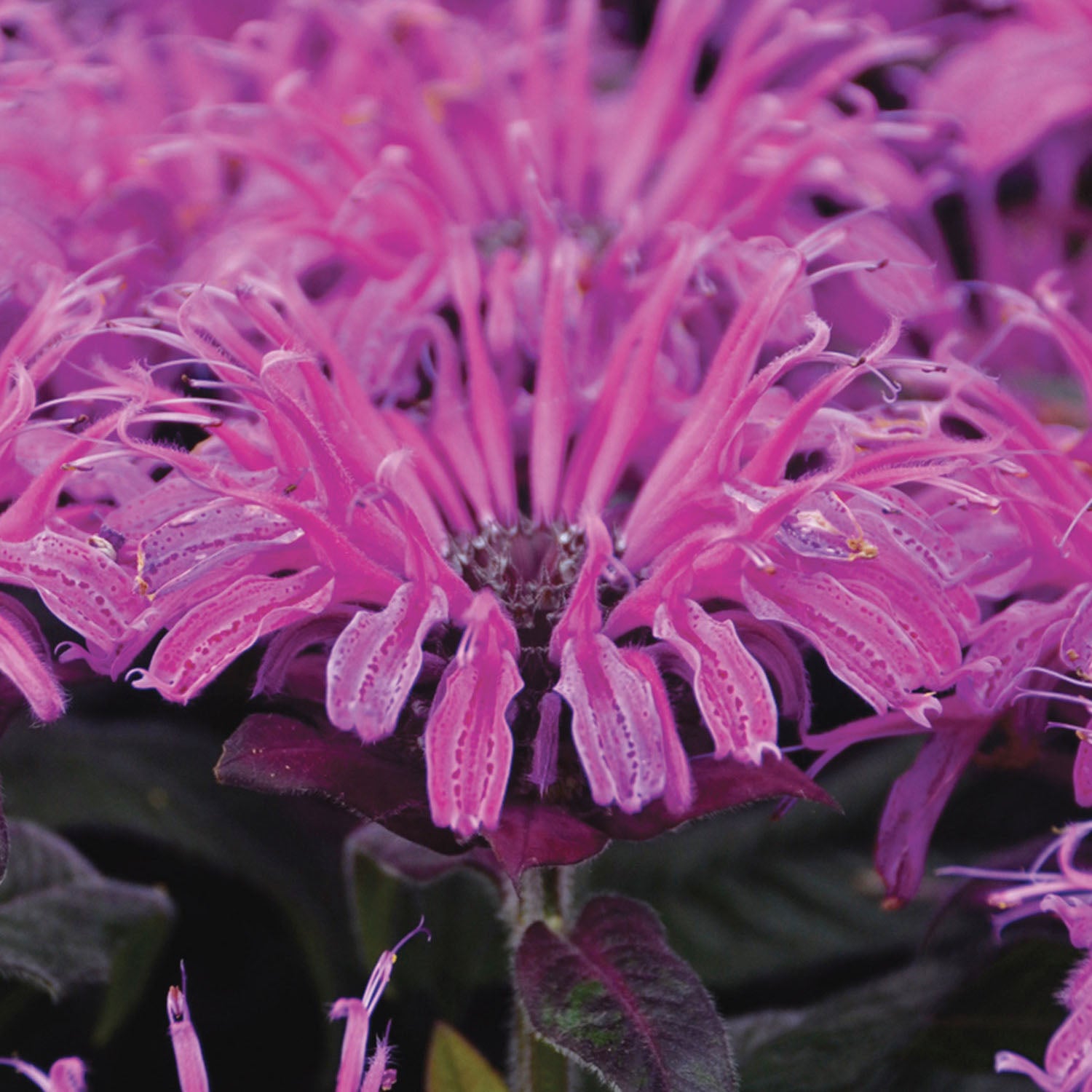 Leading Lady Monarda Didyma Plum