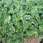 Pineapple Mint