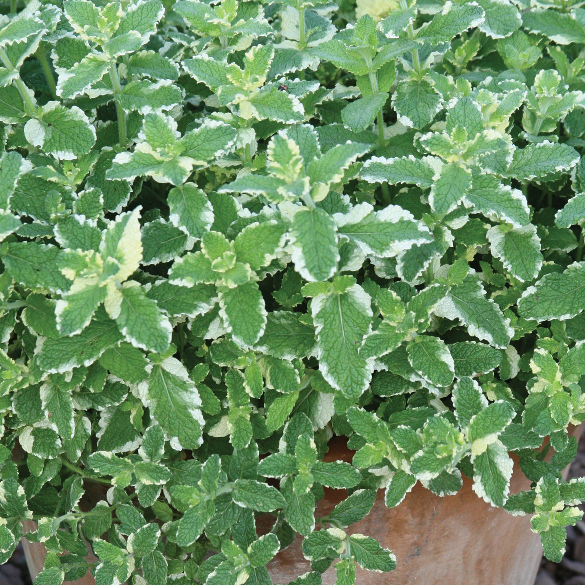 Pineapple Mint