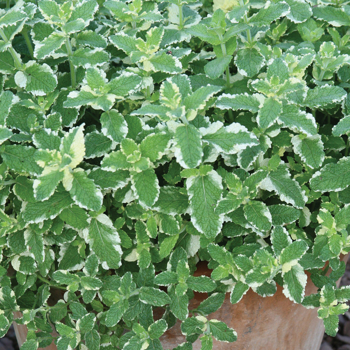 Pineapple Mint