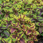 Pineapple Surprise Coleus