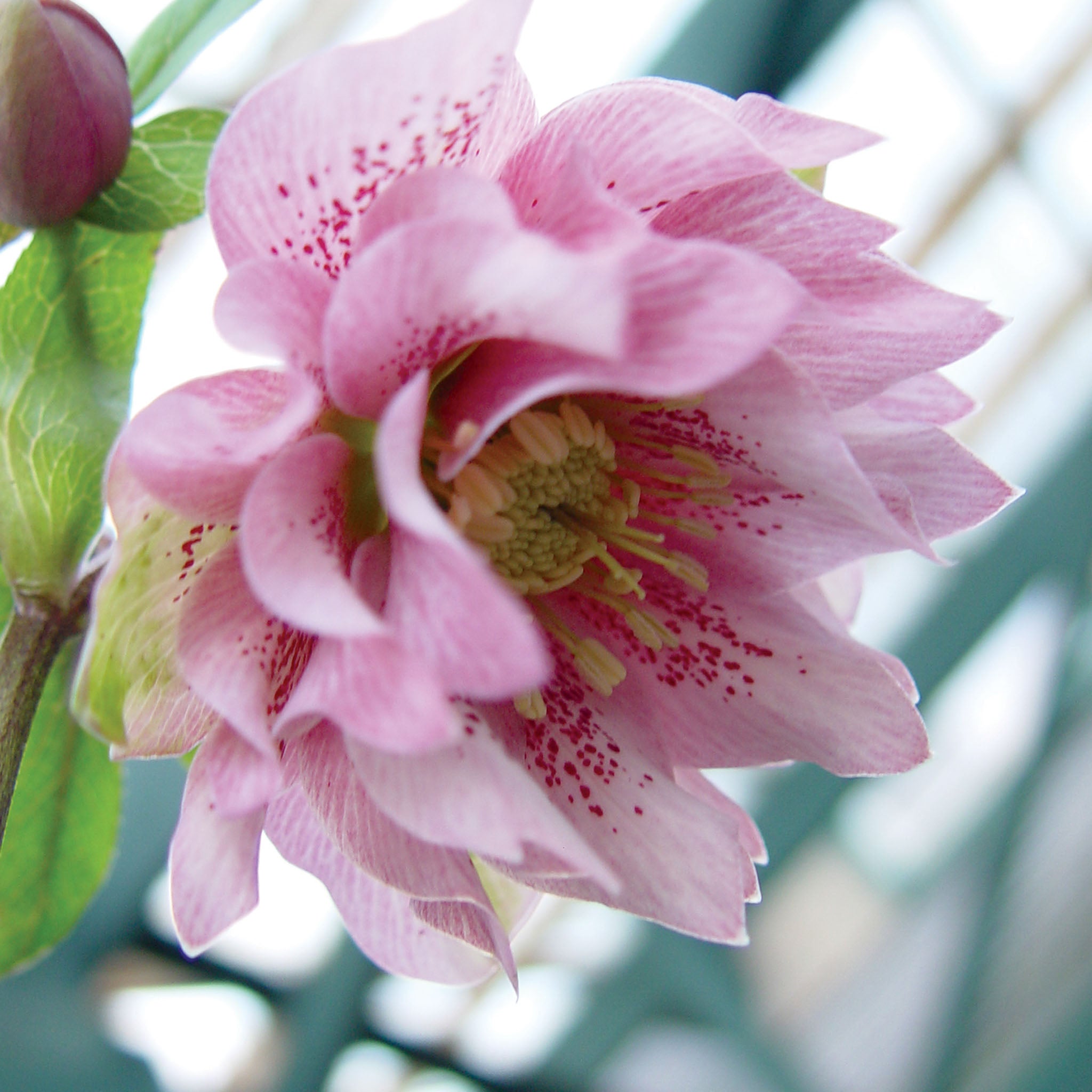 Phoebe Hellebore