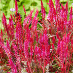 Kelos Candela Pink Celosia
