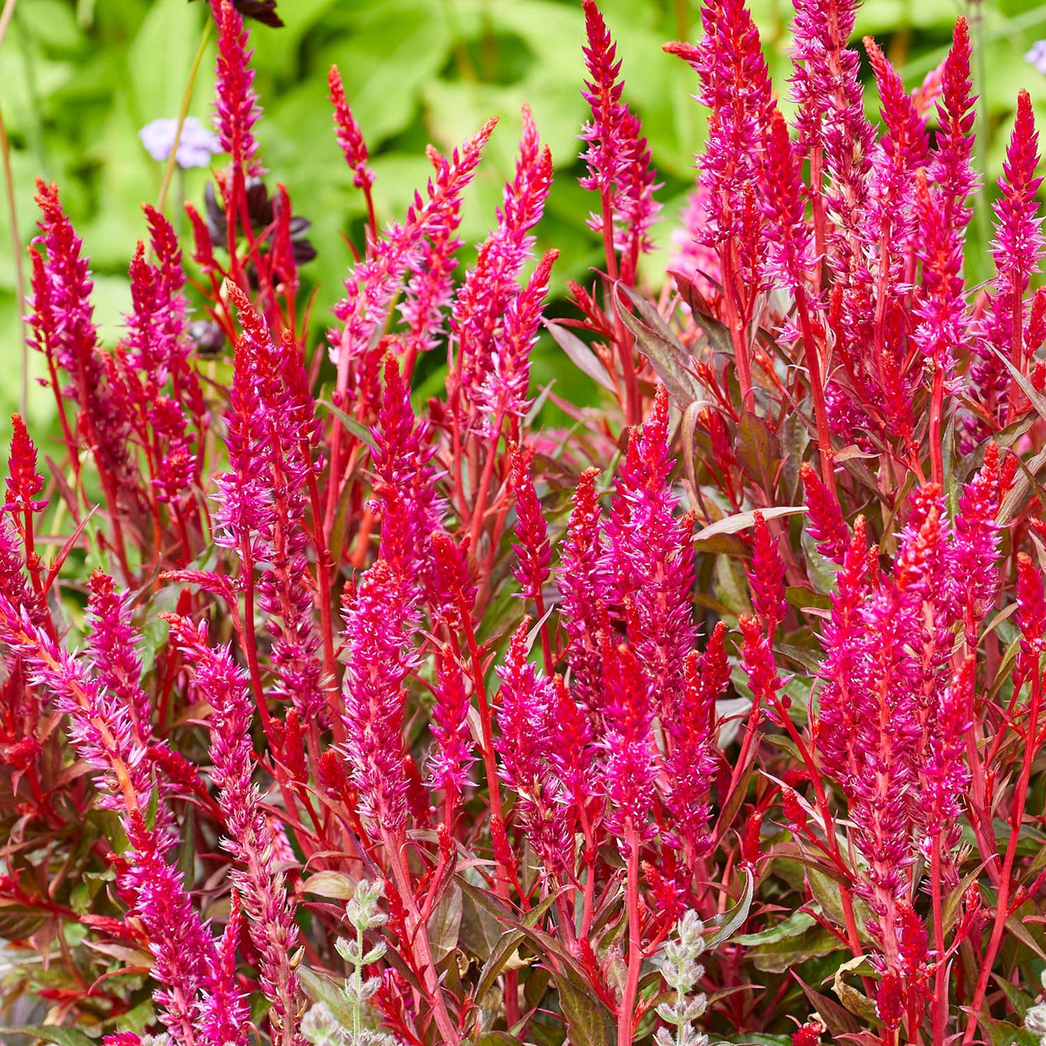 Kelos Candela Pink Celosia
