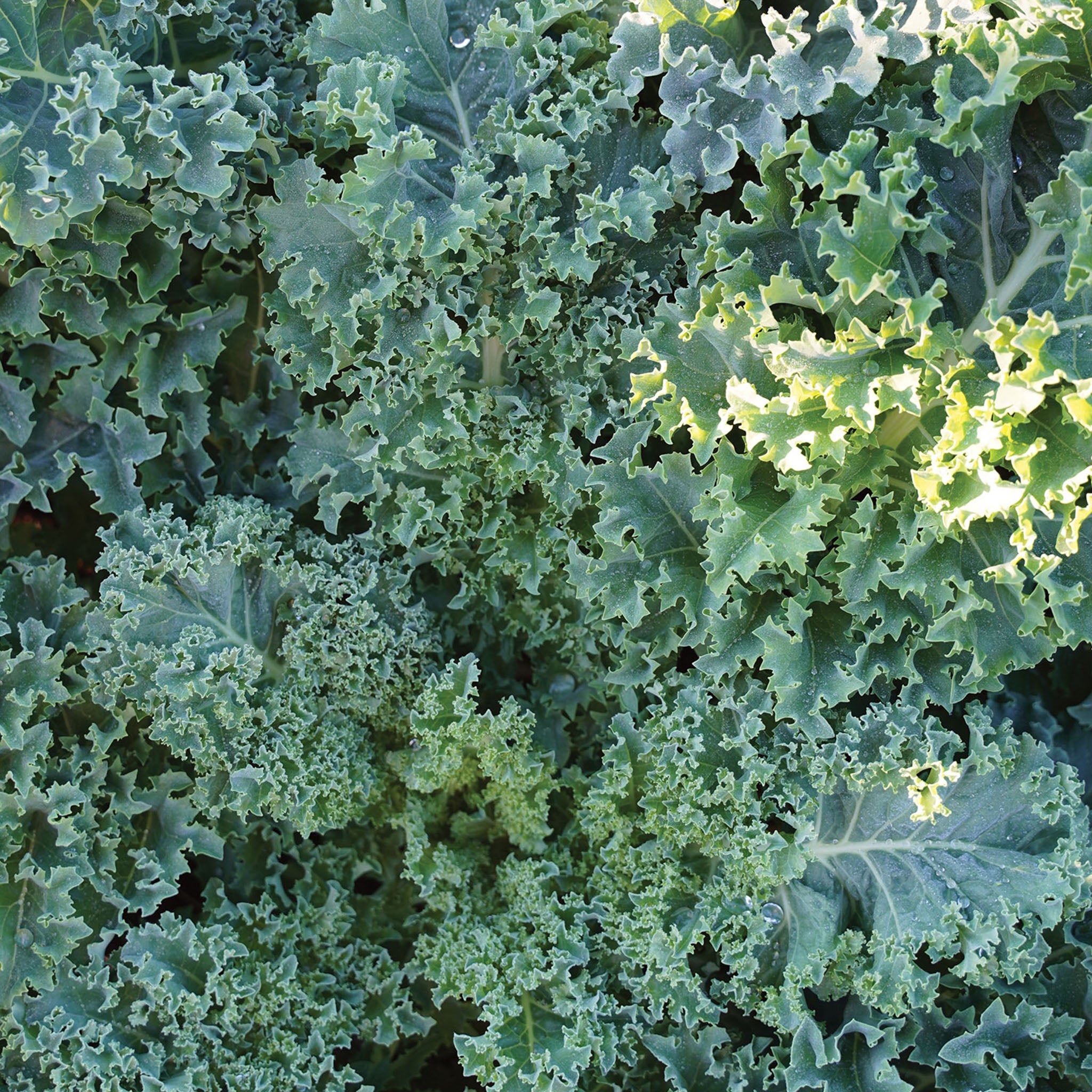 Prizm Kale