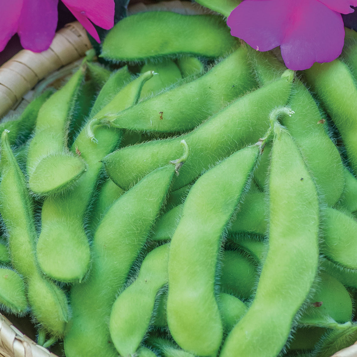 Chiba Green Organic Seed Soy Bean