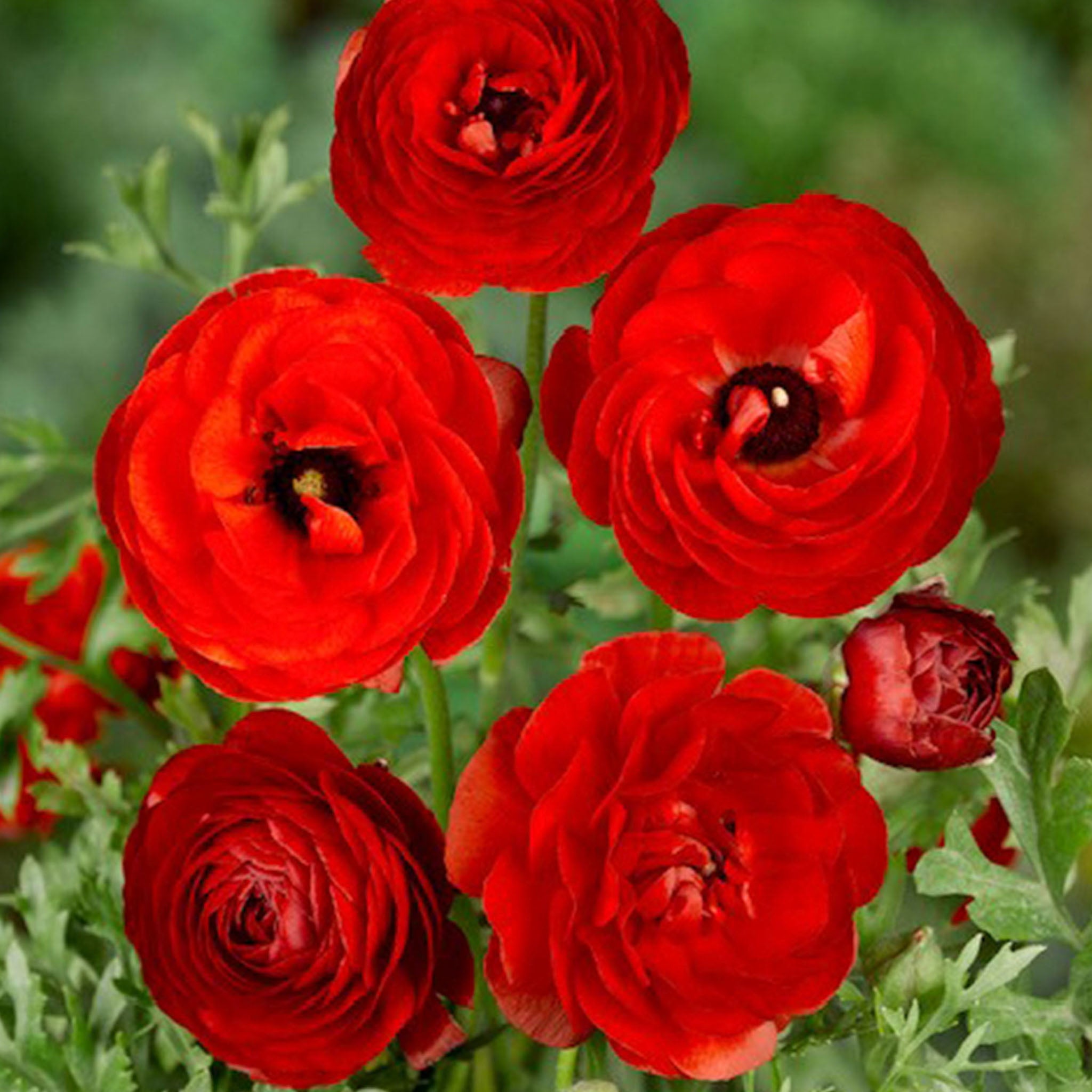Red Ranunculus Bulbs
