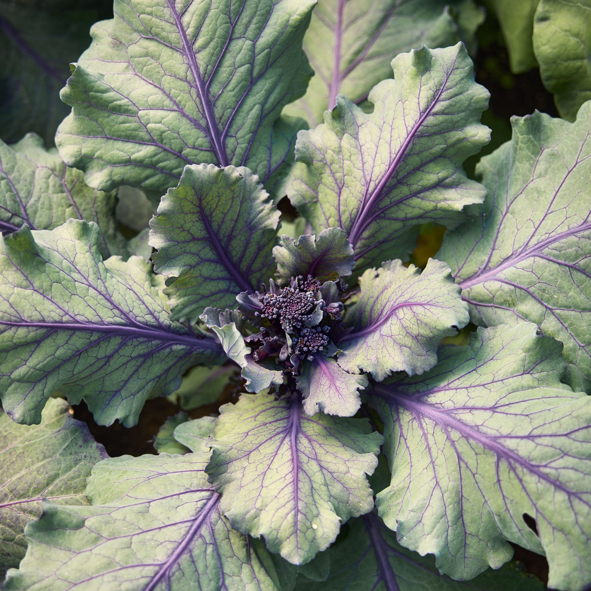 Purplelicious Sprouting Broccoli