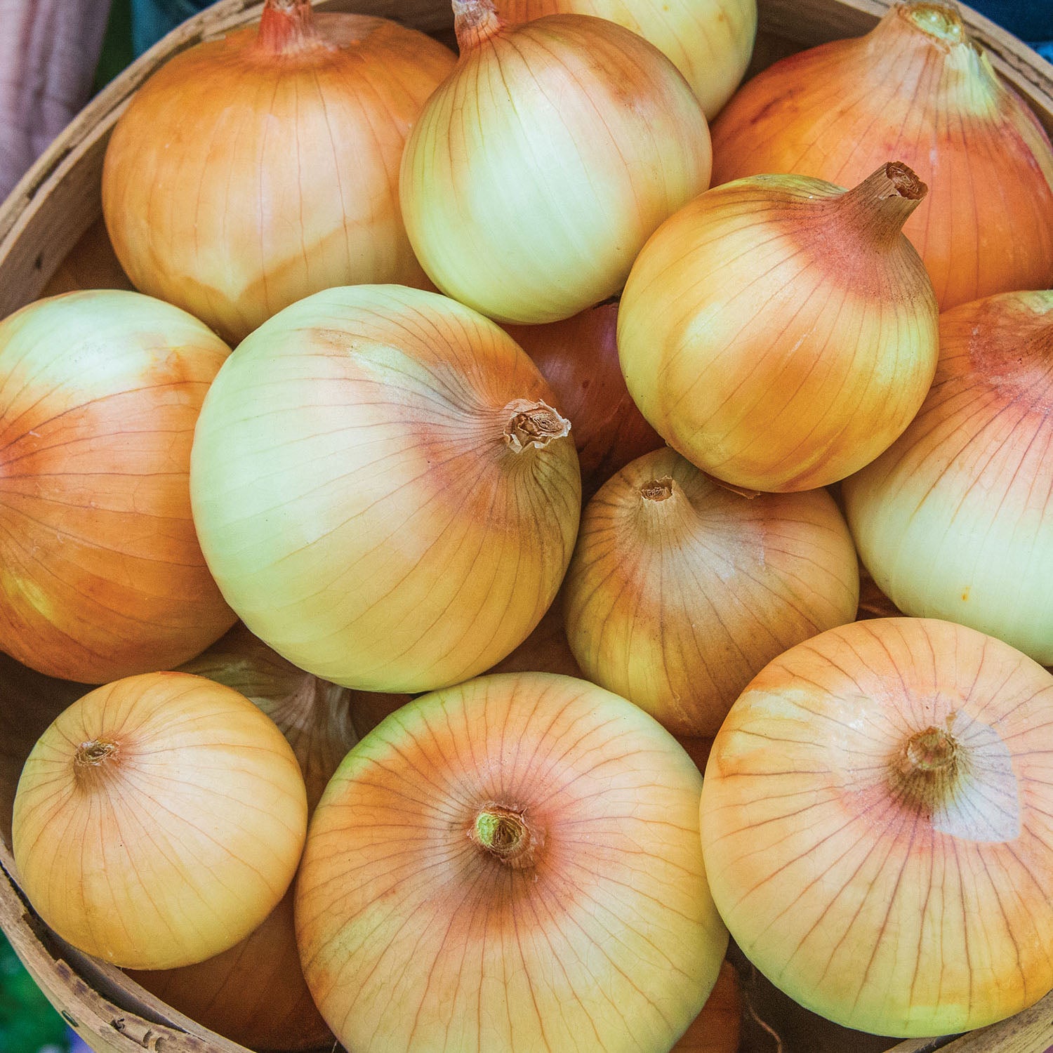Candy Hybrid Onion