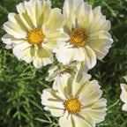 Xanthos Cosmos Bipinnathus