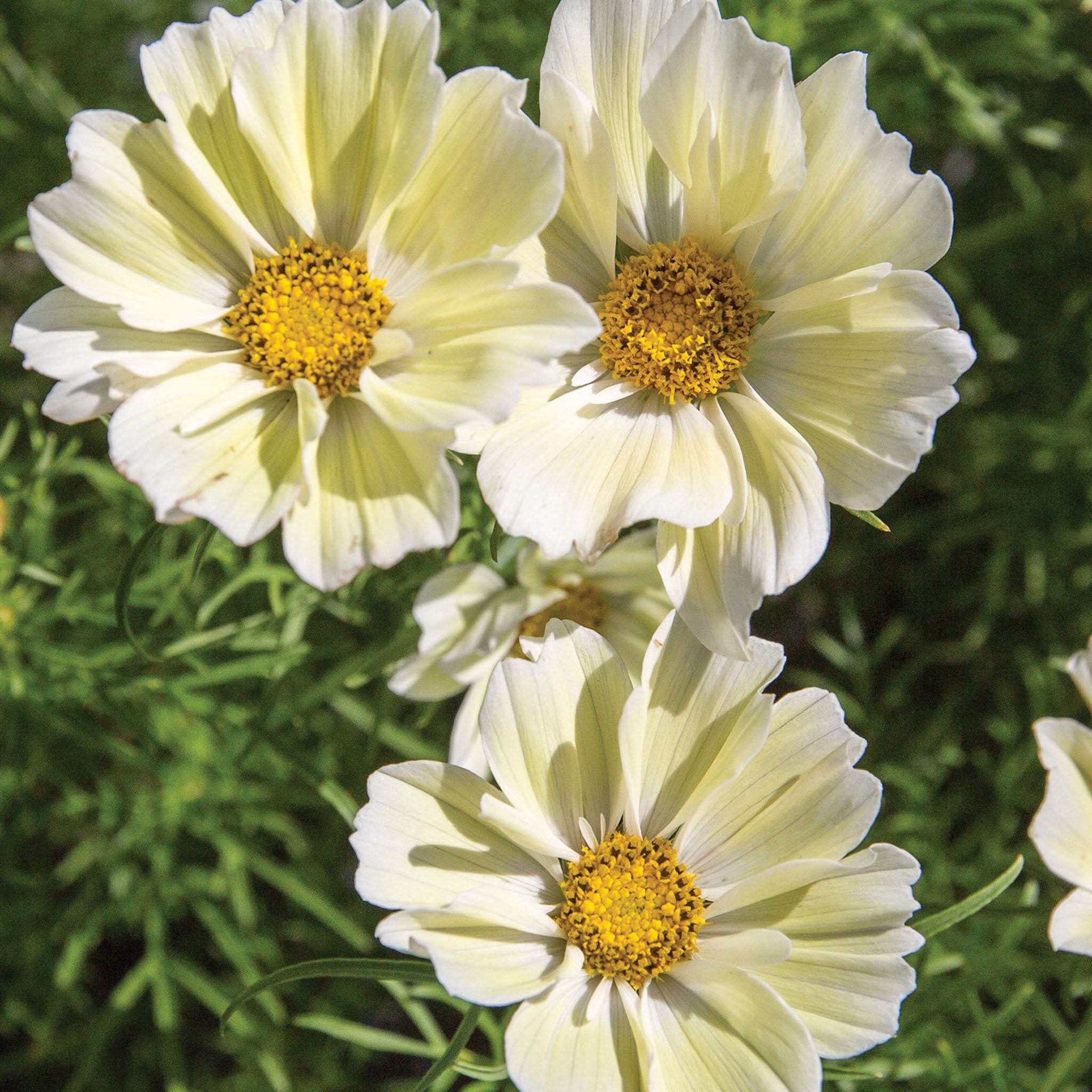 Xanthos Cosmos Bipinnathus