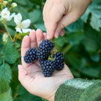Prime Ark Horizon Blackberry