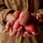 Carla Rosa Potato Tubers