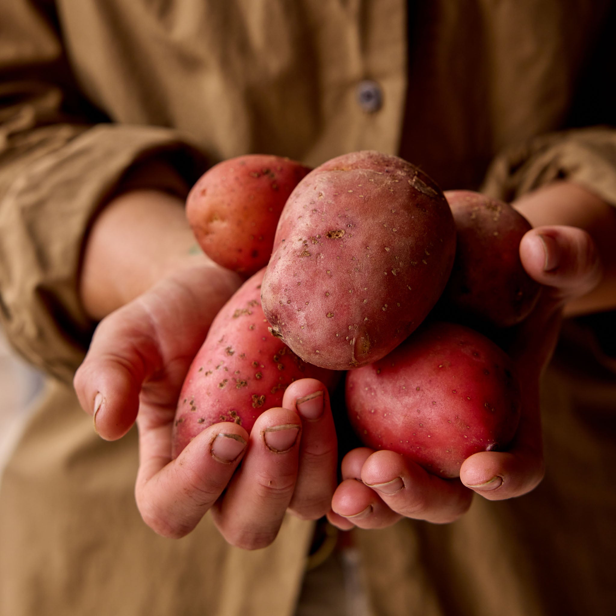 Carla Rosa Potato Tubers