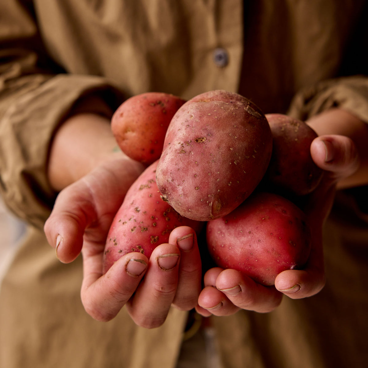 Carla Rosa Potato Tubers