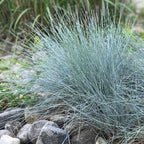 Blue Fescue Ornamental Grass