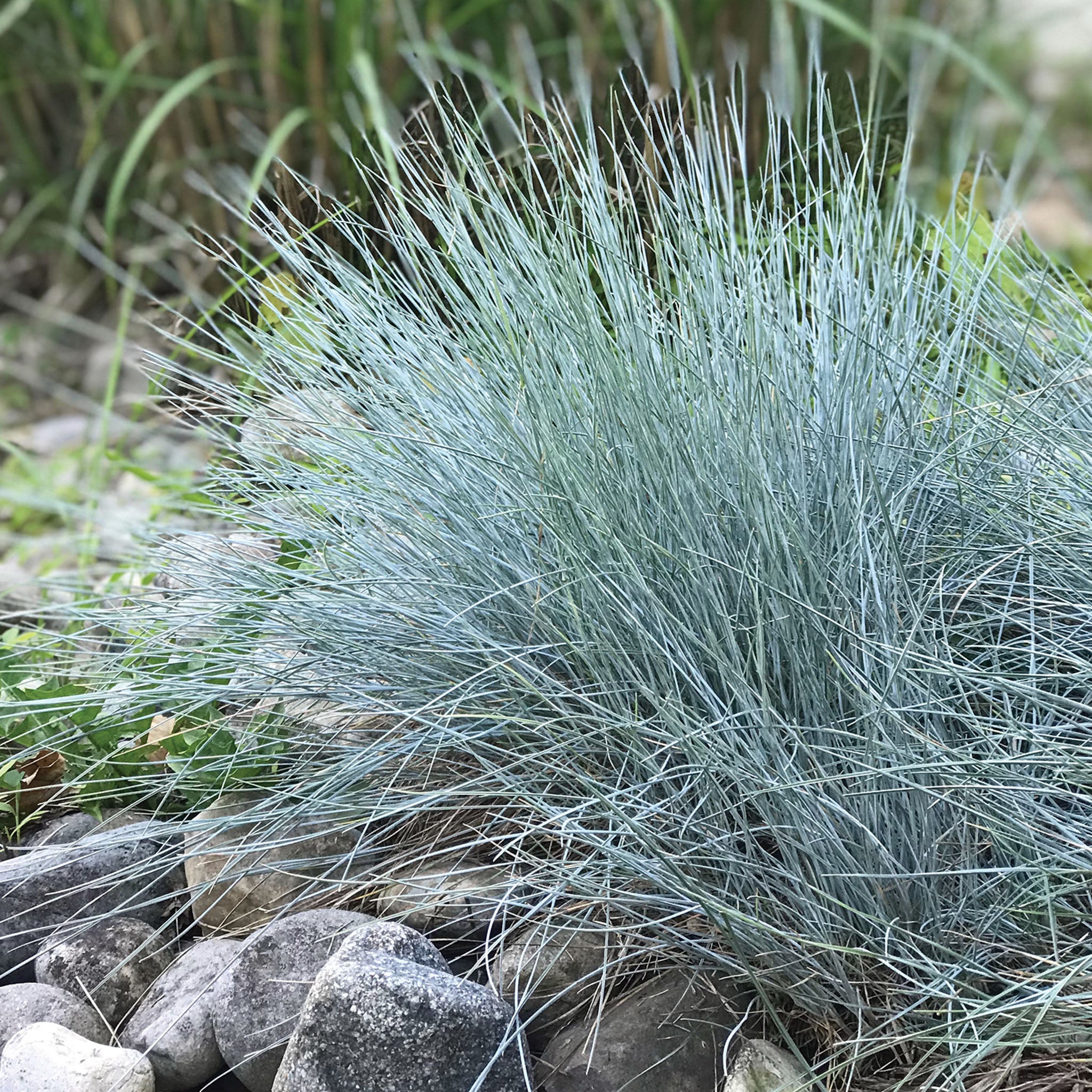 Blue Fescue Ornamental Grass