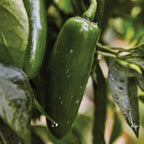 Ring Leader Hot Jalapeno Pepper