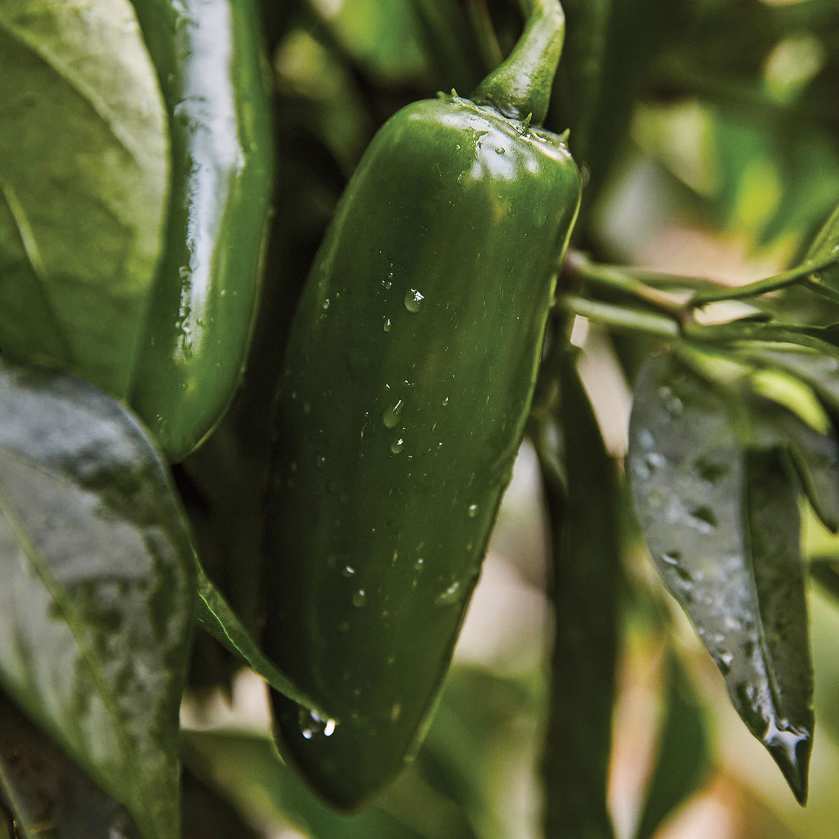 Ring Leader Hot Jalapeno Pepper