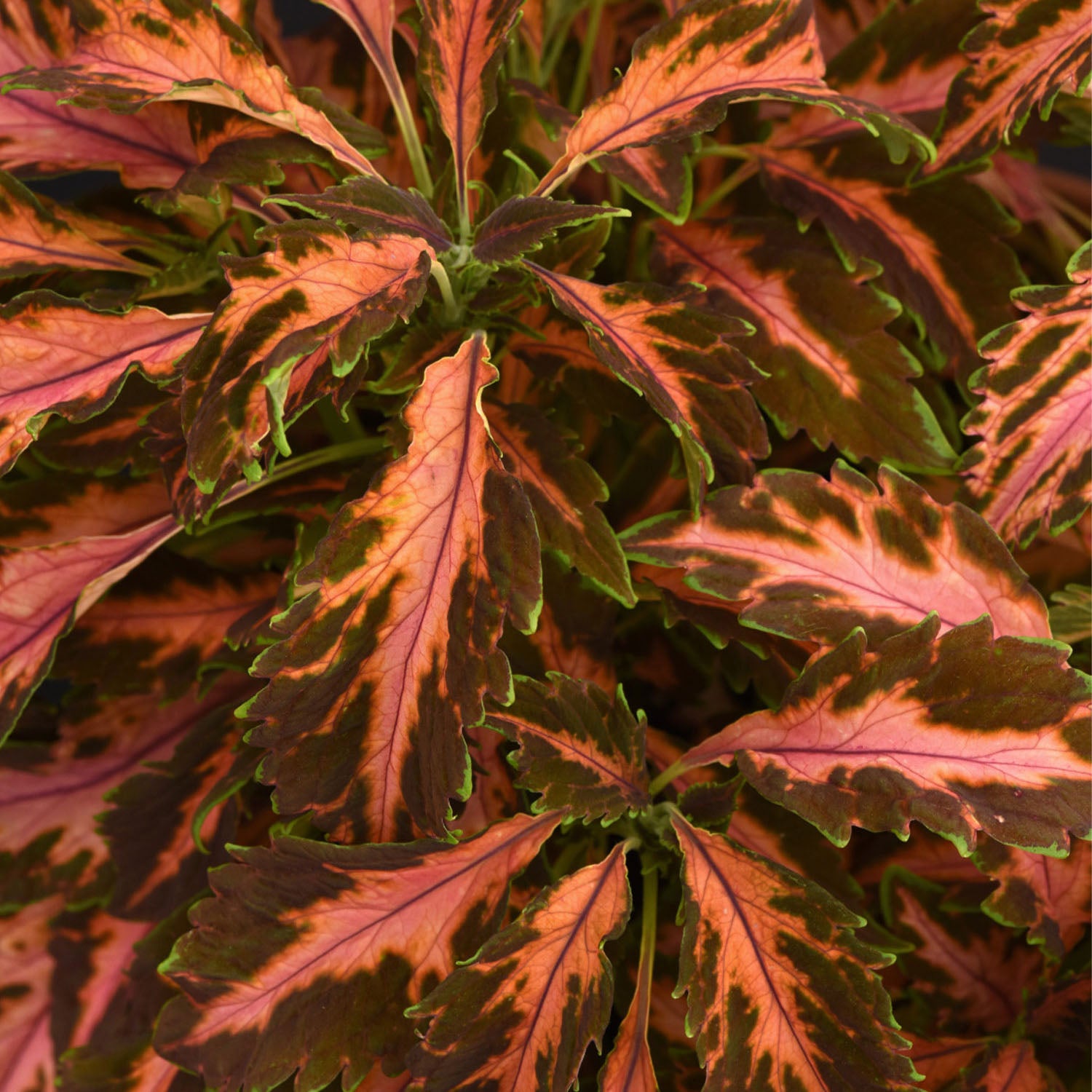 Coral Candy Coleus