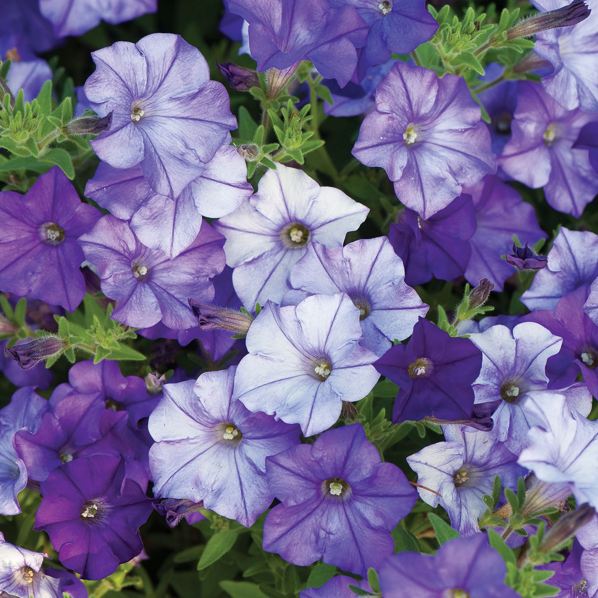 Shock Wave Denim Spreading Petunia