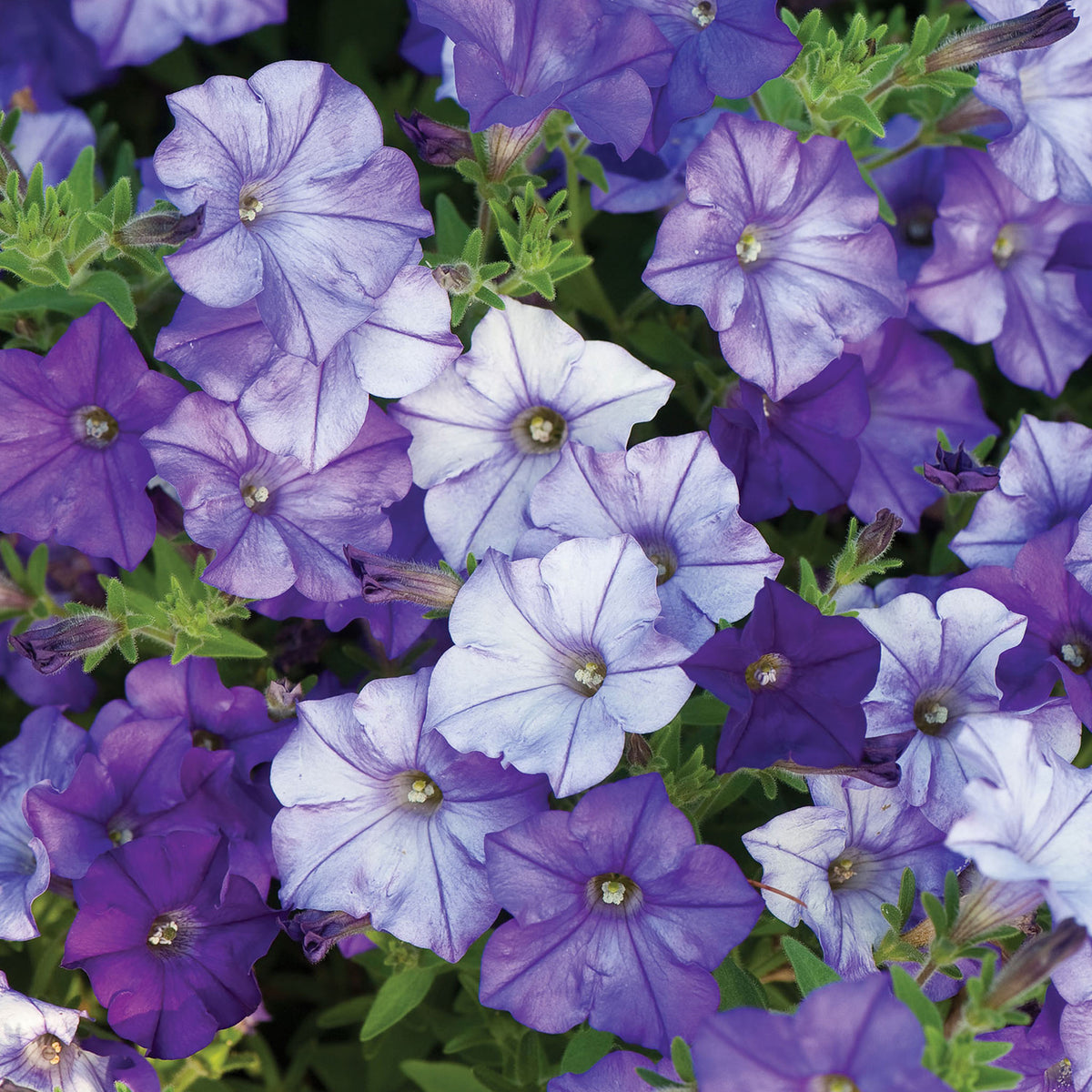 Shock Wave Denim Spreading Petunia