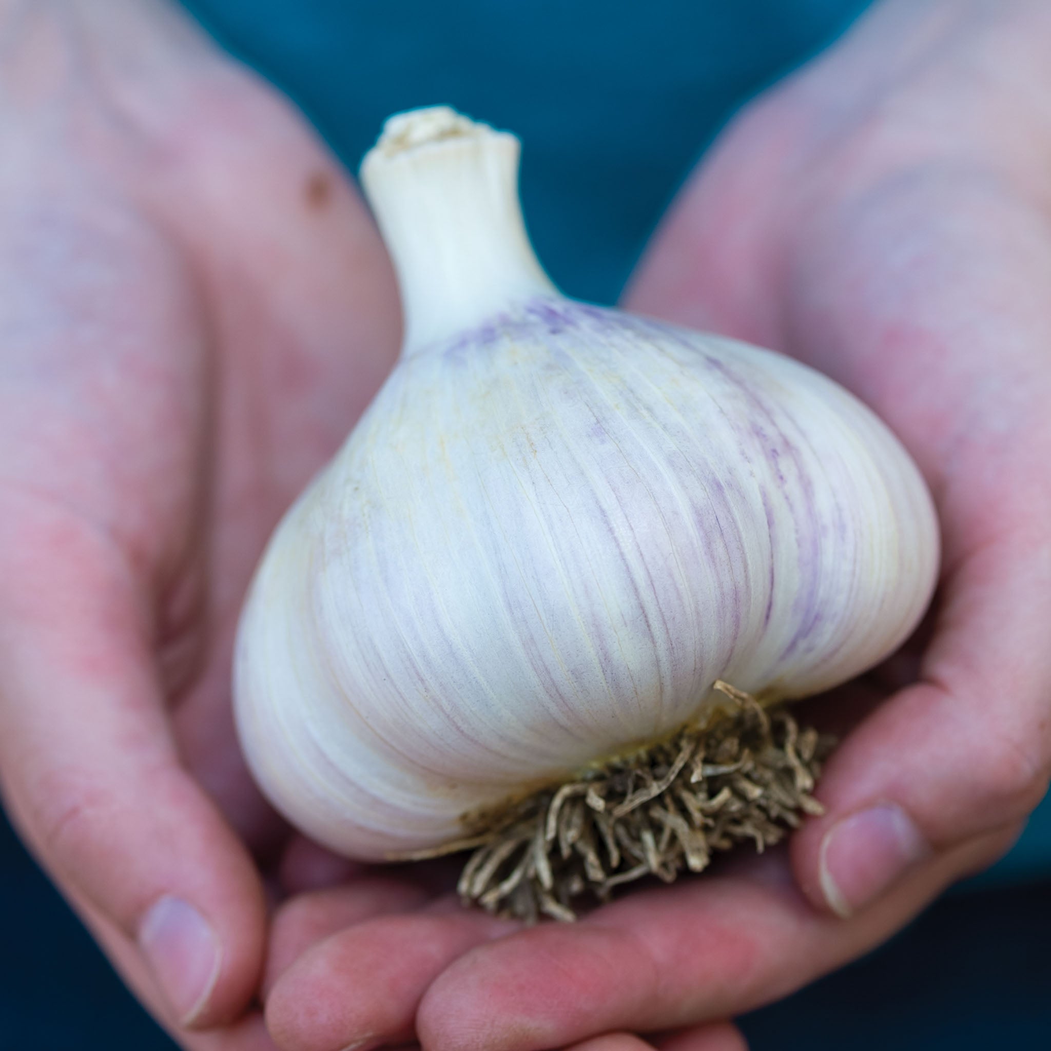 Montana Giant Garlic Bulbs