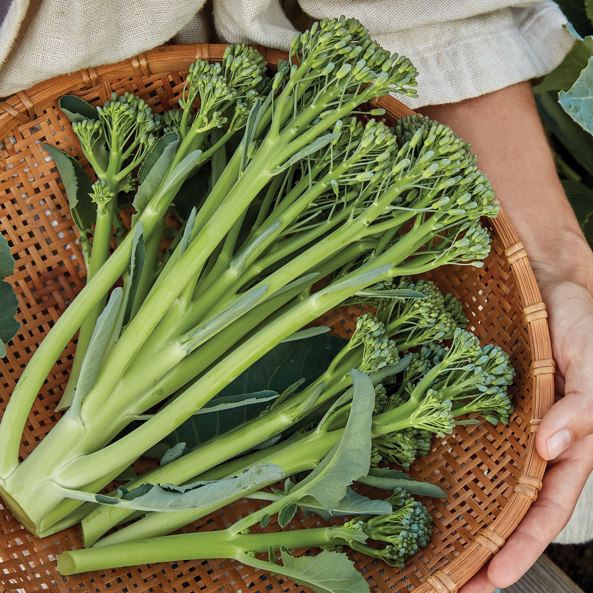 ButterStem Sprouting Broccoli