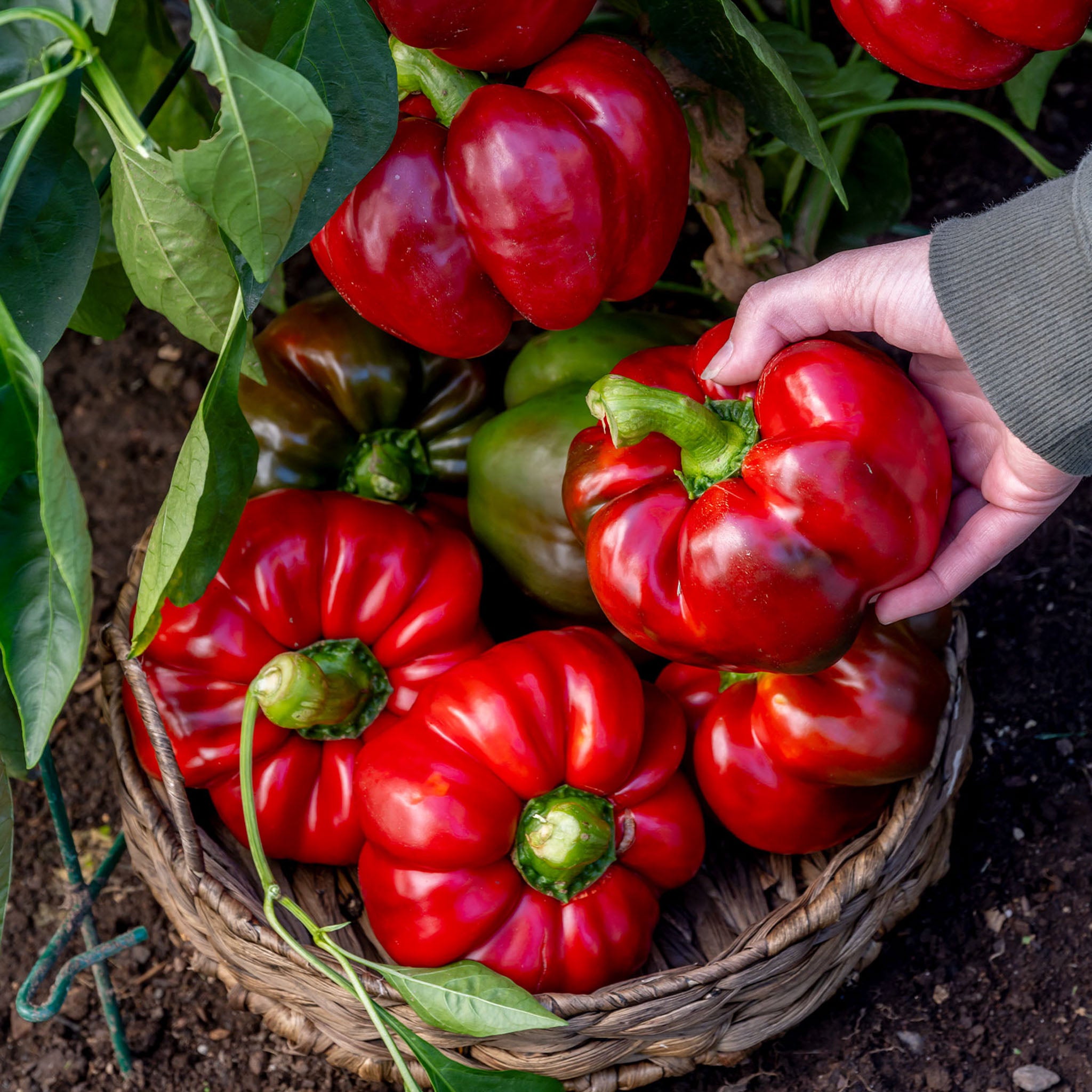 Supreme Sweet Pepper