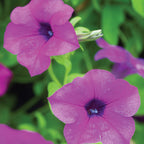 Tickled Pink Petunia