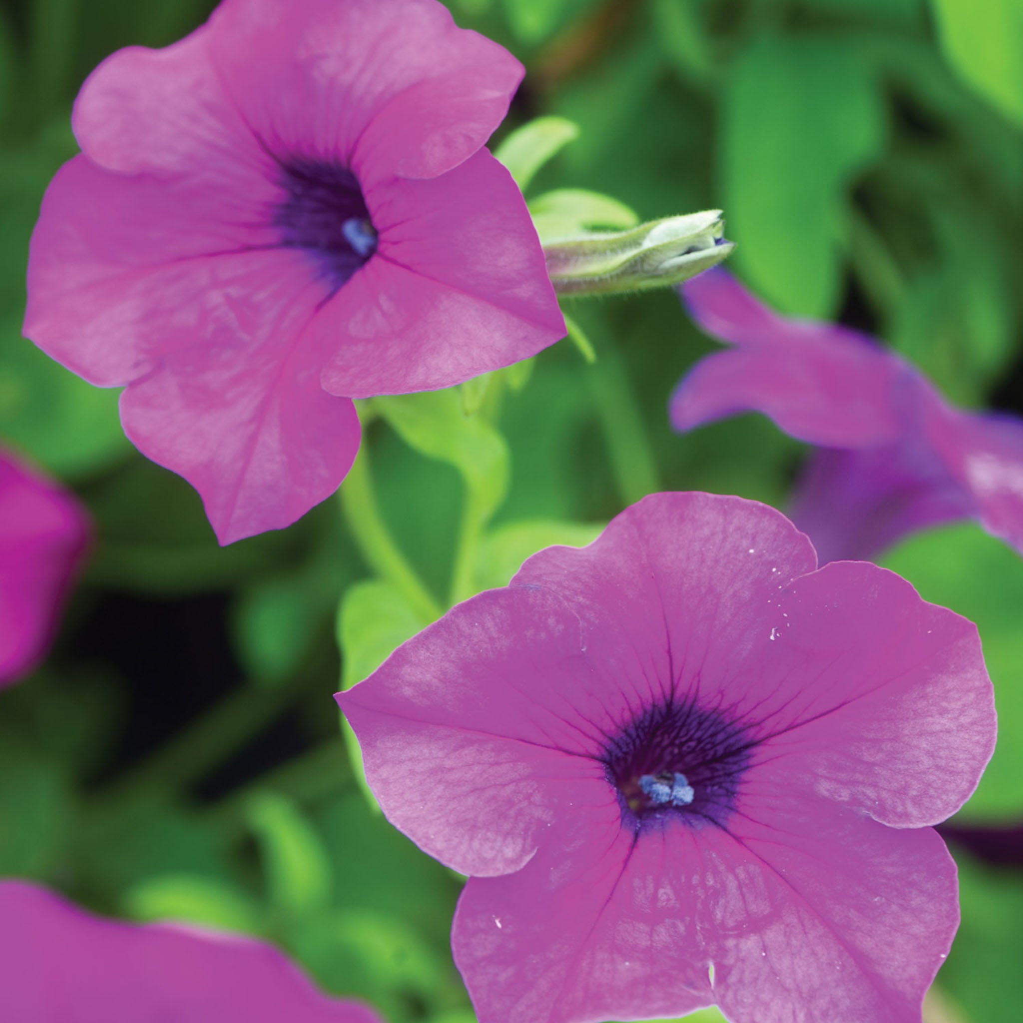 Tickled Pink Petunia